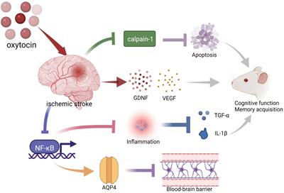 Research progress on the role of hormones in ischemic stroke